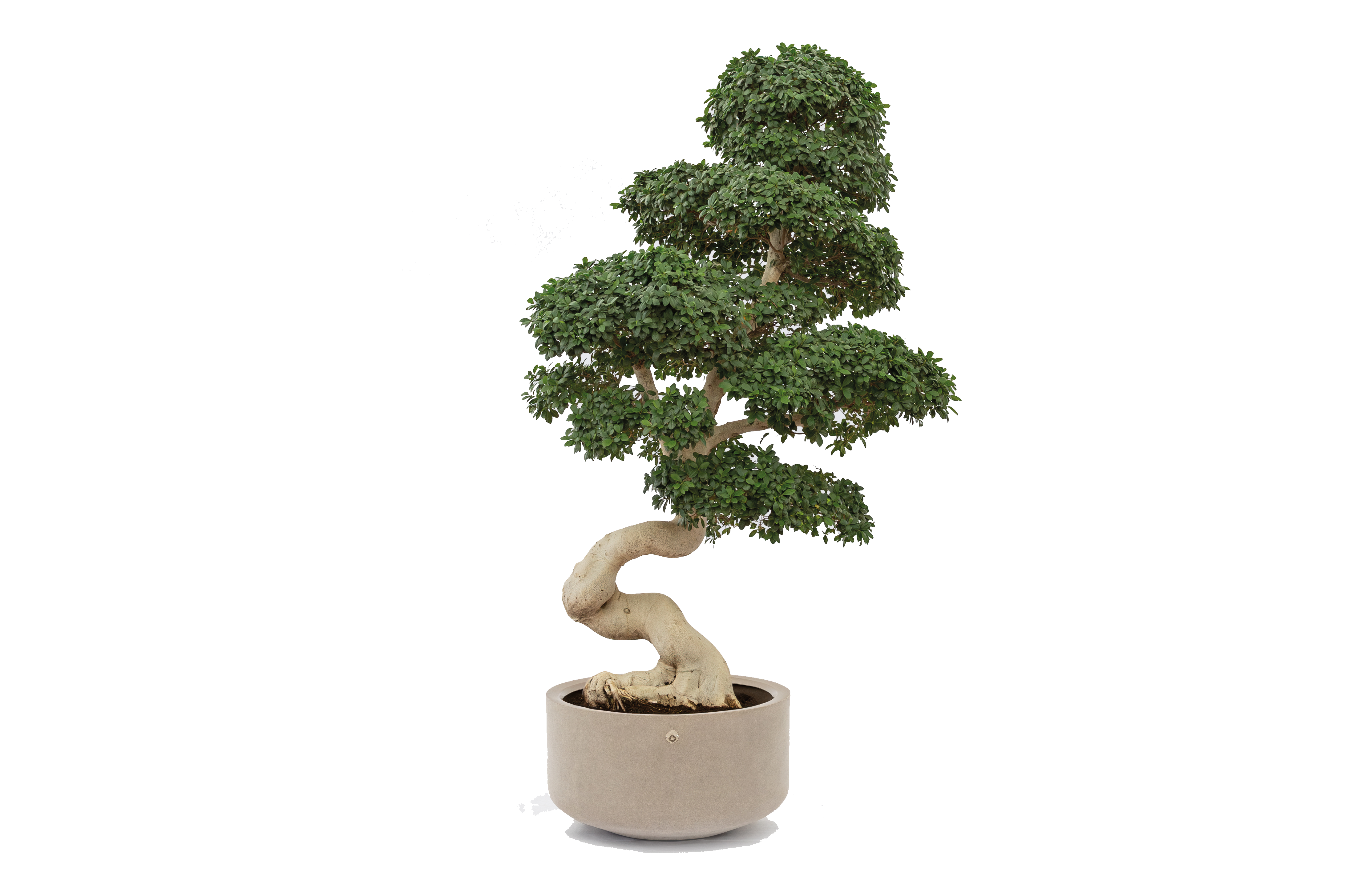 gallery product photo