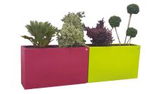 Jardinière Rafflésia