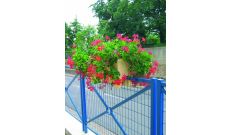 Balconnière Gentiane